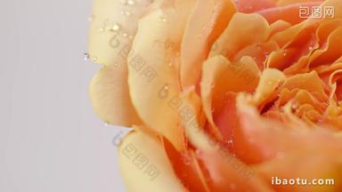 黄色橙色玫瑰鲜花精华分子实拍